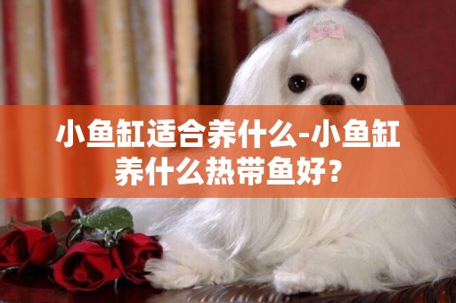 小魚缸適合養什么-小魚缸養什么熱帶魚好？