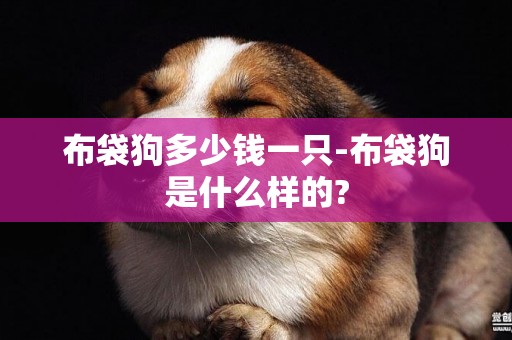 布袋狗多少錢一只-布袋狗是什么樣的?