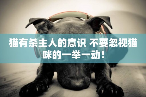 貓有殺主人的意識 不要忽視貓咪的一舉一動！