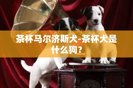 茶杯馬爾濟斯犬-茶杯犬是什么狗？