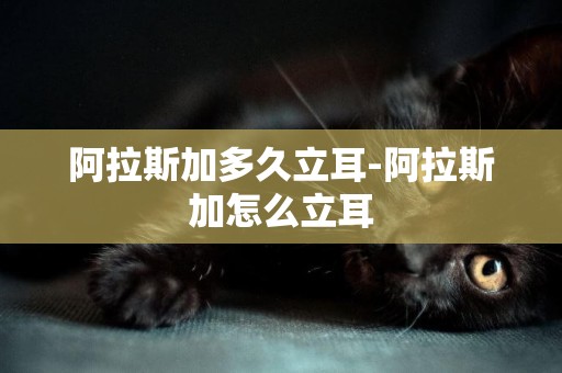阿拉斯加多久立耳-阿拉斯加怎么立耳
