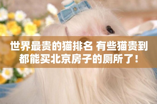 世界最貴的貓排名 有些貓貴到都能買北京房子的廁所了！