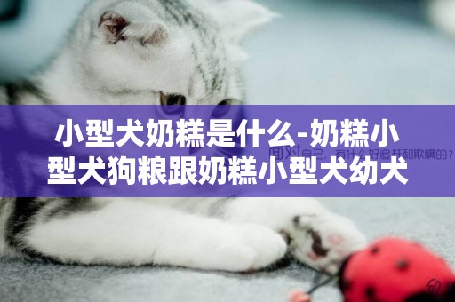 小型犬奶糕是什么-奶糕小型犬狗糧跟奶糕小型犬幼犬狗糧一樣嗎?