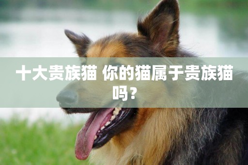 十大貴族貓 你的貓屬于貴族貓嗎？