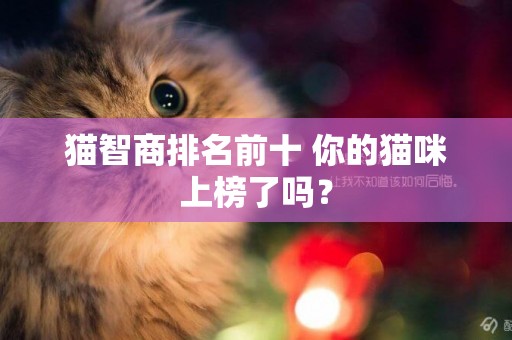 貓智商排名前十 你的貓咪上榜了嗎？