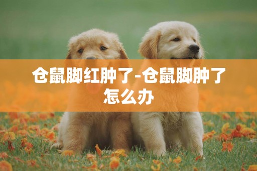 倉鼠腳紅腫了-倉鼠腳腫了怎么辦
