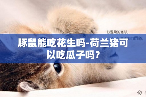 豚鼠能吃花生嗎-荷蘭豬可以吃瓜子嗎？