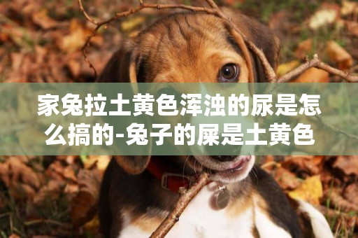 家兔拉土黃色渾濁的尿是怎么搞的-兔子的屎是土黃色，帶點濕？