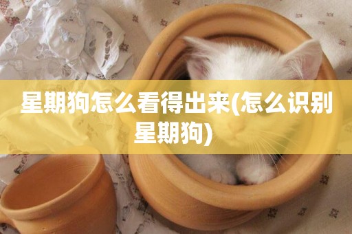 星期狗怎么看得出來(怎么識別星期狗) 