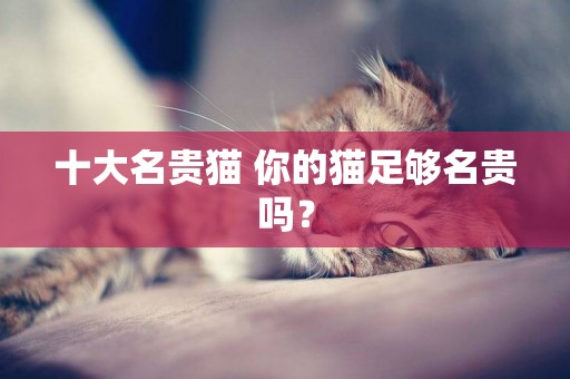 十大名貴貓 你的貓足夠名貴嗎？
