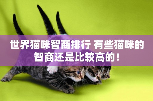 世界貓咪智商排行 有些貓咪的智商還是比較高的！
