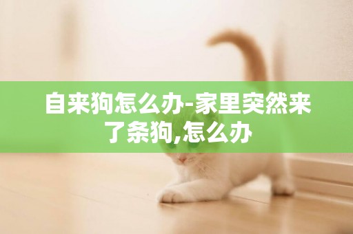自來狗怎么辦-家里突然來了條狗,怎么辦