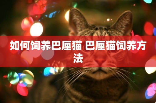 如何飼養巴厘貓 巴厘貓飼養方法
