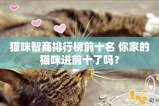 貓咪智商排行榜前十名 你家的貓咪進前十了嗎？