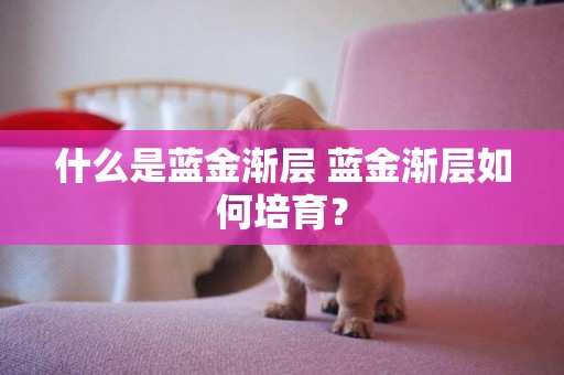 什么是藍金漸層 藍金漸層如何培育？