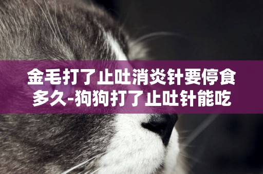 金毛打了止吐消炎針要停食多久-狗狗打了止吐針能吃東西么？