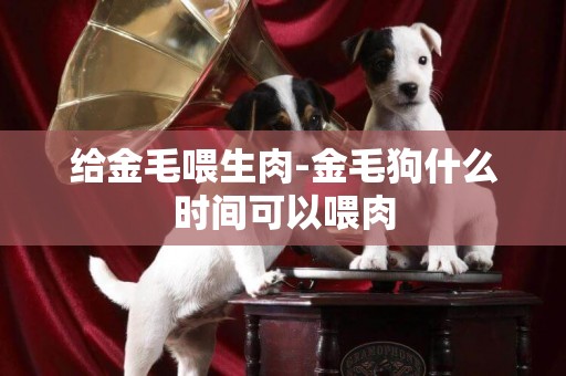給金毛喂生肉-金毛狗什么時間可以喂肉