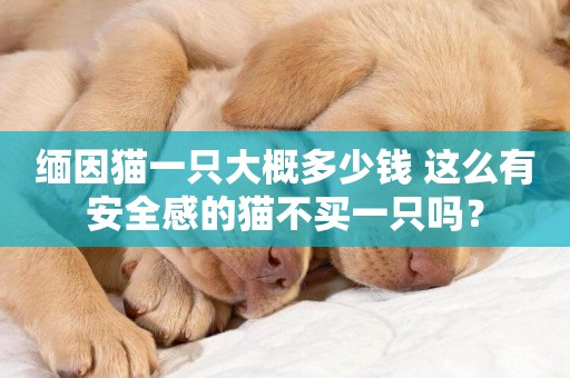 緬因貓一只大概多少錢 這么有安全感的貓不買一只嗎？