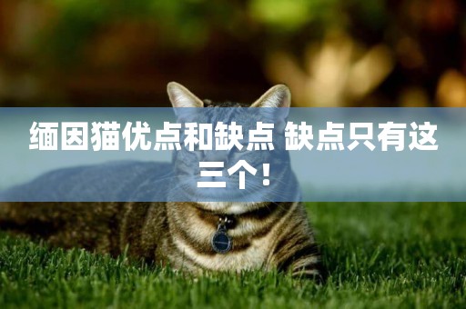 緬因貓優點和缺點 缺點只有這三個！