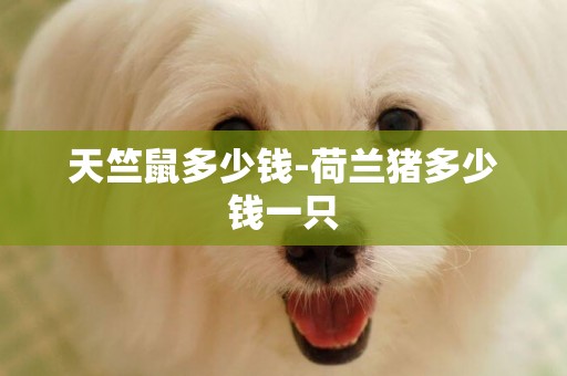 天竺鼠多少錢-荷蘭豬多少錢一只