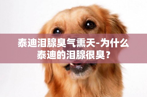 泰迪淚腺臭氣熏天-為什么泰迪的淚腺很臭？