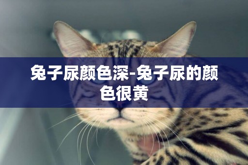 兔子尿顏色深-兔子尿的顏色很黃
