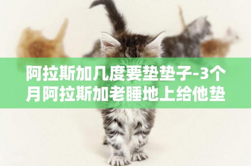 阿拉斯加幾度要墊墊子-3個月阿拉斯加老睡地上給他墊子也不睡，會不會感冒啊？