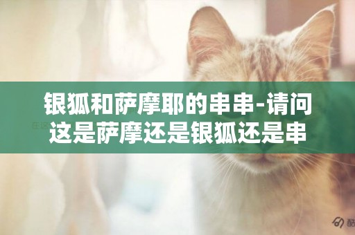 銀狐和薩摩耶的串串-請問這是薩摩還是銀狐還是串
