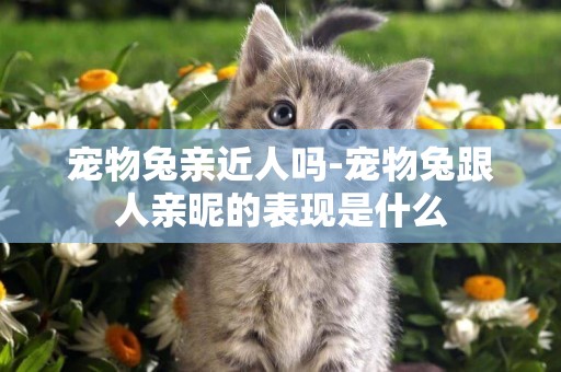 寵物兔親近人嗎-寵物兔跟人親昵的表現是什么