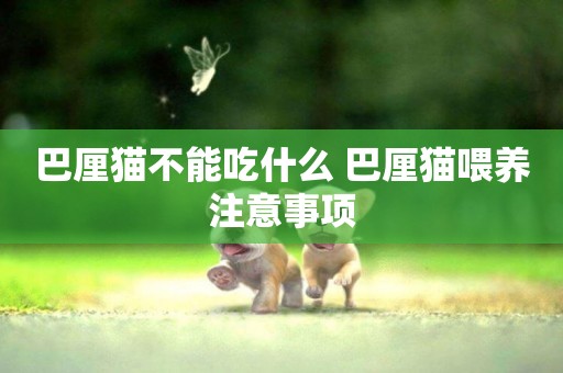 巴厘貓不能吃什么 巴厘貓喂養注意事項