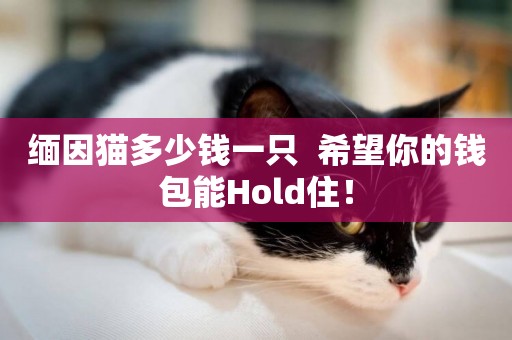 緬因貓多少錢一只  希望你的錢包能Hold住！