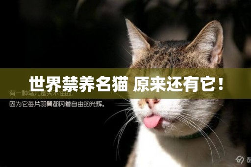 世界禁養名貓 原來還有它！