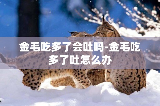 金毛吃多了會吐嗎-金毛吃多了吐怎么辦