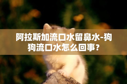 阿拉斯加流口水留鼻水-狗狗流口水怎么回事？