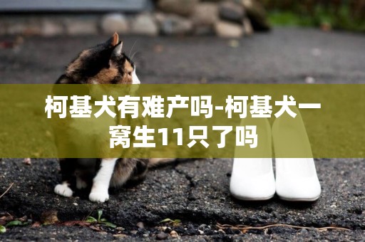 柯基犬有難產嗎-柯基犬一窩生11只了嗎