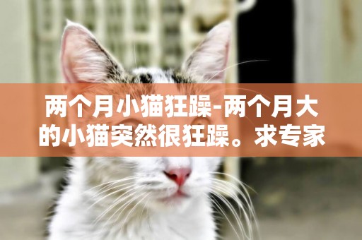 兩個月小貓狂躁-兩個月大的小貓突然很狂躁。求專家解答