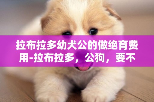 拉布拉多幼犬公的做絕育費用-拉布拉多，公狗，要不要做絕育手術（去勢）
