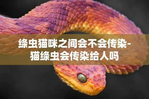 絳蟲貓咪之間會不會傳染-貓絳蟲會傳染給人嗎