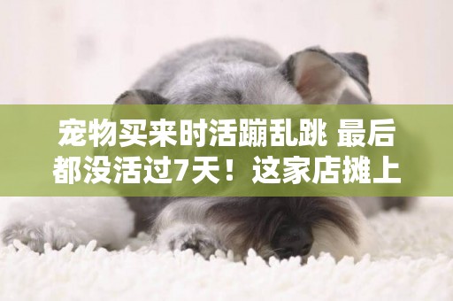 寵物買來時活蹦亂跳 最后都沒活過7天！這家店攤上事了 