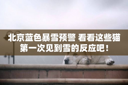 北京藍色暴雪預警 看看這些貓第一次見到雪的反應吧！
