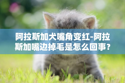 阿拉斯加犬嘴角變紅-阿拉斯加嘴邊掉毛是怎么回事？