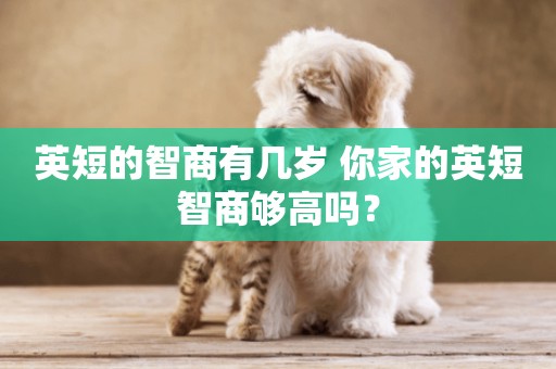 英短的智商有幾歲 你家的英短智商夠高嗎? 英短的智商有幾歲 你家的英短智商夠高嗎?