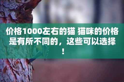 價格1000左右的貓 貓咪的價格是有所不同的，這些可以選擇！