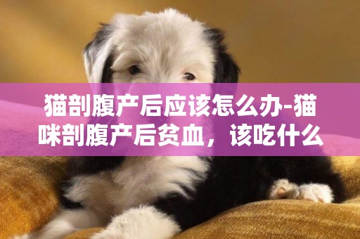 貓剖腹產后應該怎么辦-貓咪剖腹產后貧血，該吃什么調理呢？