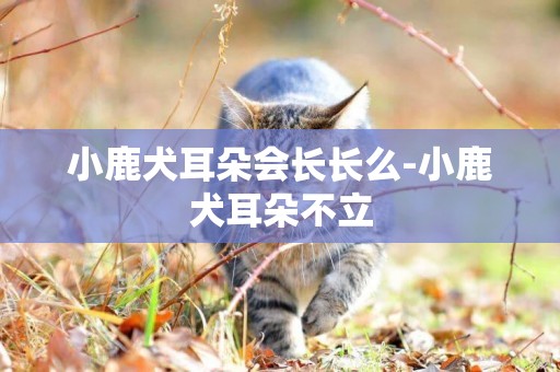 小鹿犬耳朵會長長么-小鹿犬耳朵不立