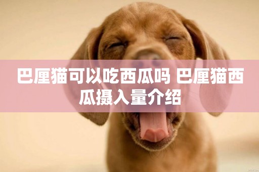 巴厘貓可以吃西瓜嗎 巴厘貓西瓜攝入量介紹