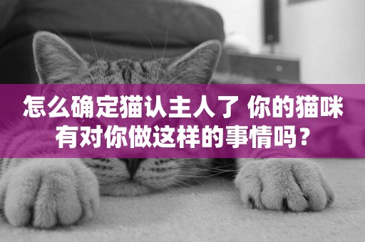 怎么確定貓認主人了 你的貓咪有對你做這樣的事情嗎？