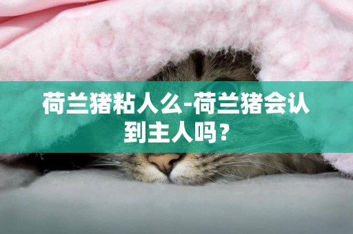 荷蘭豬粘人么-荷蘭豬會認到主人嗎？