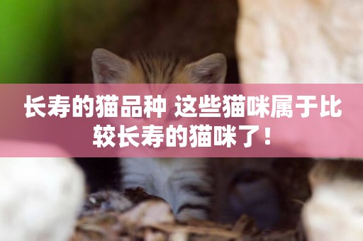 長壽的貓品種 這些貓咪屬于比較長壽的貓咪了！
