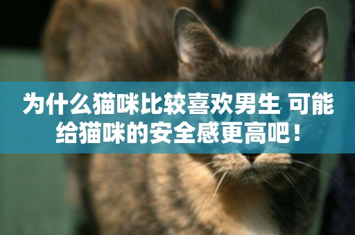 為什么貓咪比較喜歡男生 可能給貓咪的安全感更高吧！